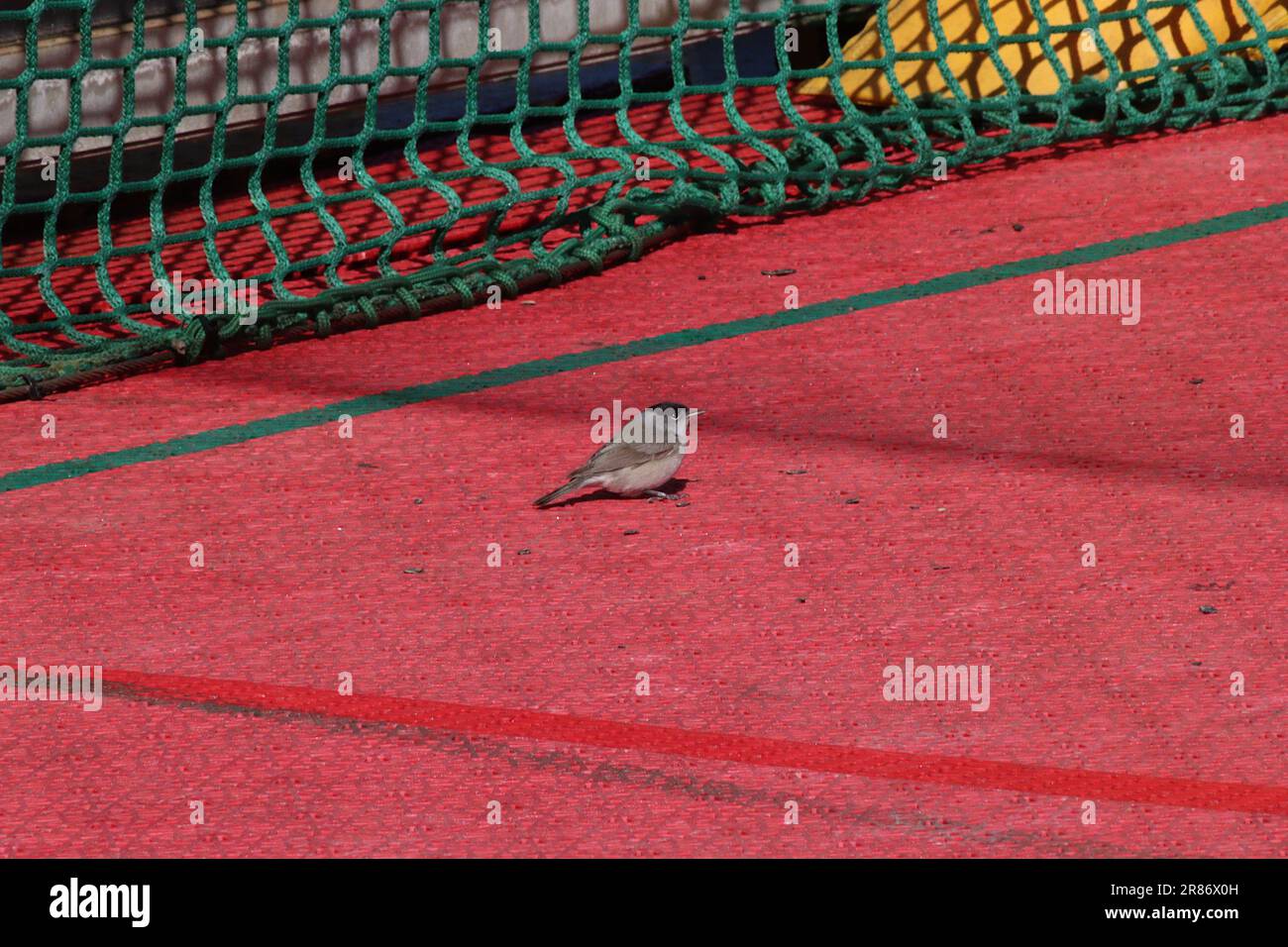 Vogelböcke, einer von zwei Blackcap-Flugzeugen, die im April 2023 auf dem Sportplatz an Bord des Kreuzfahrtschiffs Arcadia vor der Küste Portugals Zuflucht fanden. Stockfoto