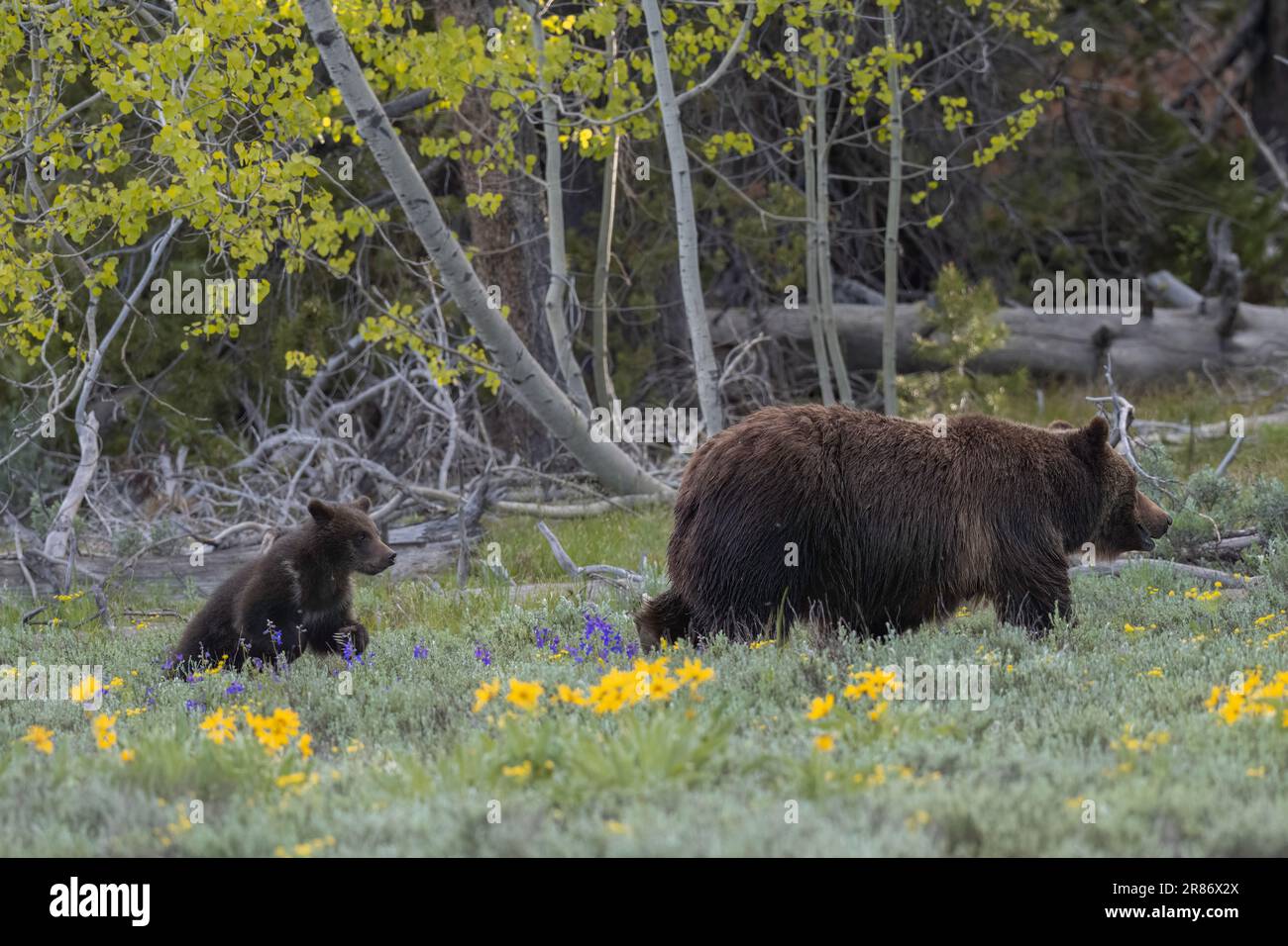 Grizzlybär 399 und ihr Junges im Juni 2023 Stockfoto