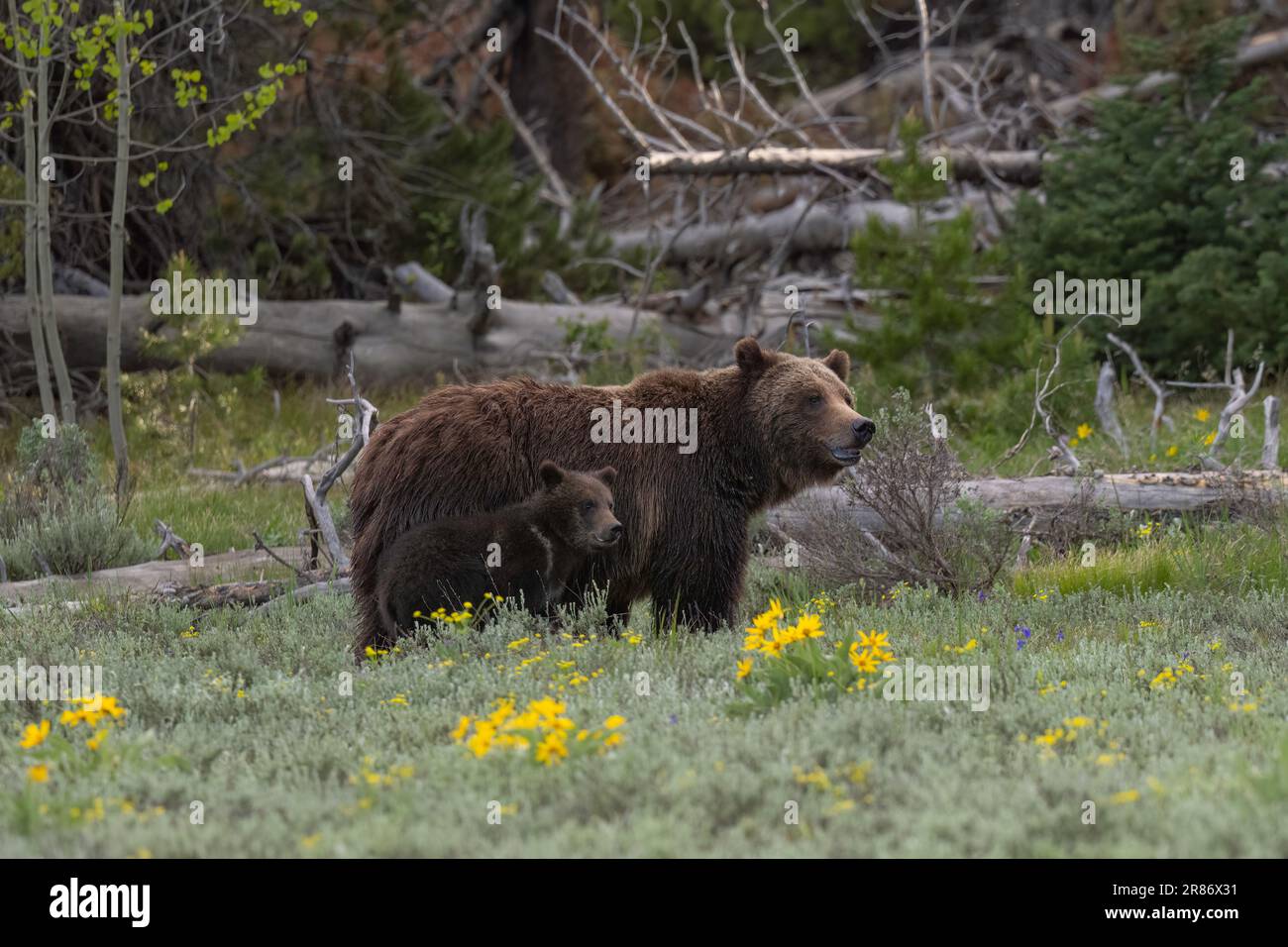 Grizzlybär 399 und ihr Junges im Juni 2023 Stockfoto