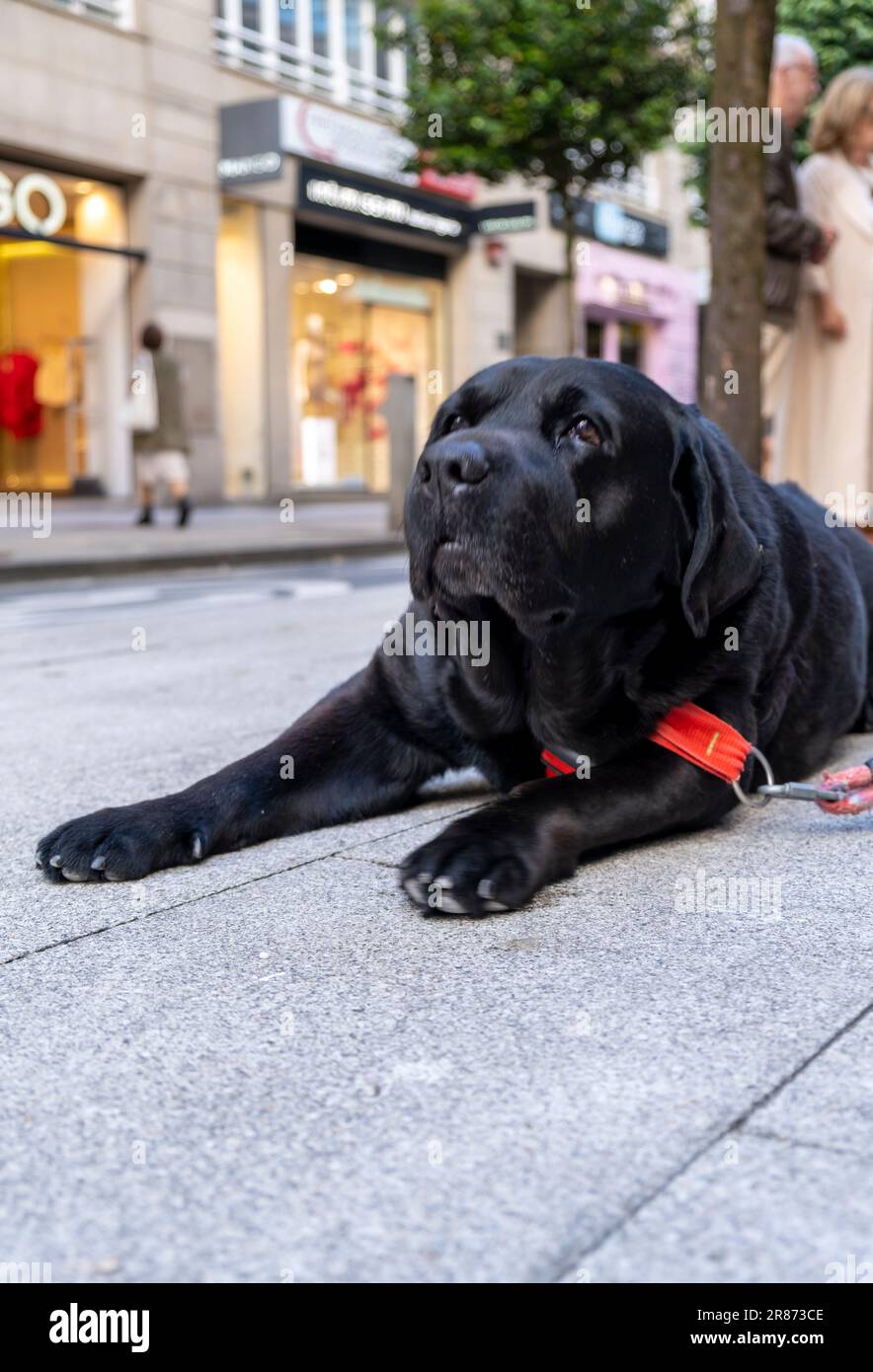 Porträt des schwarzen Labrador Retriever. Hund liegt auf dem Boden. Straßenszene Stockfoto