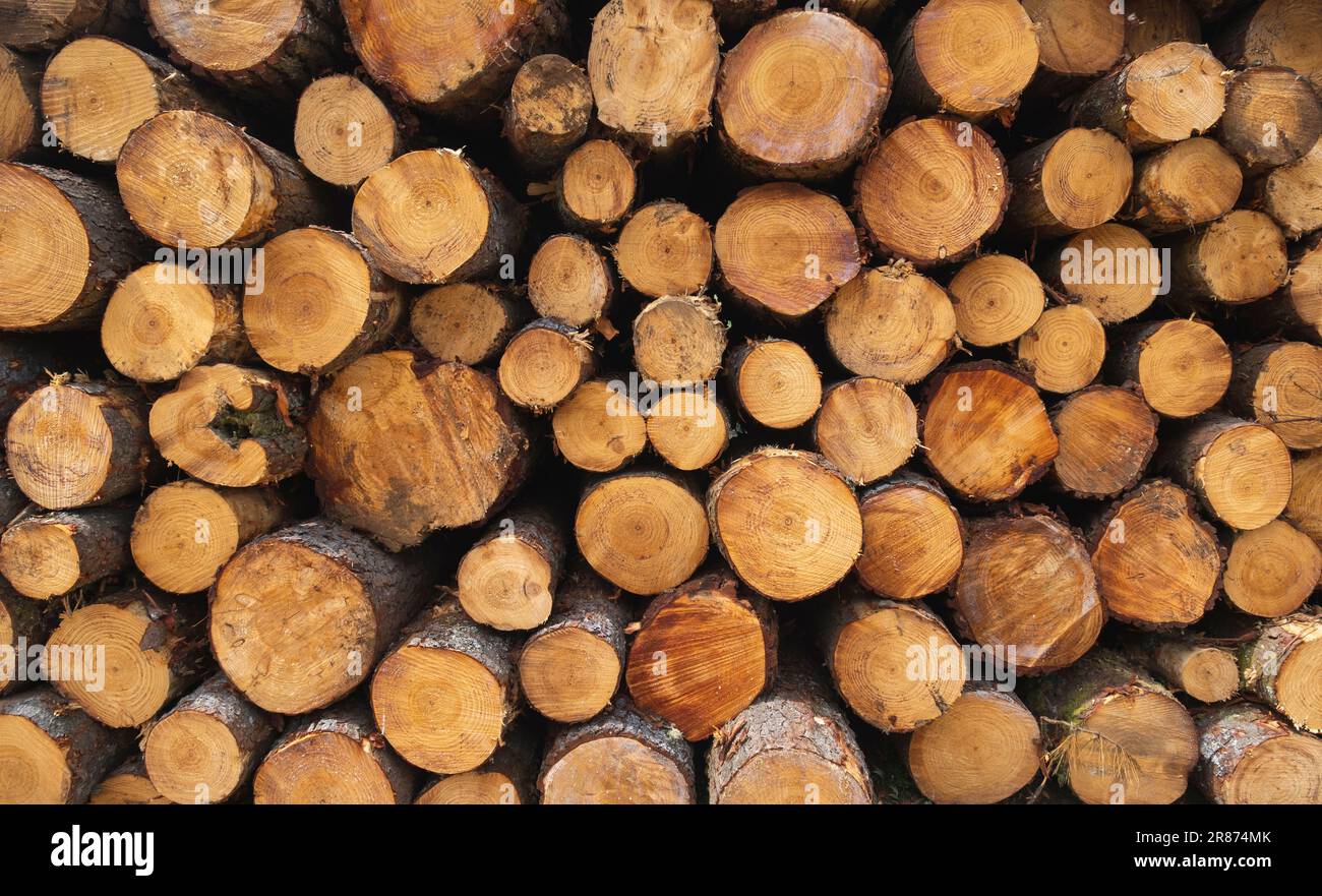 Querschnitt des Hintergrunds der Baumstämme. Baumschmuck schneiden. Baumstämme zusammen geschnitten. Dekoration und Hintergrund Stockfoto