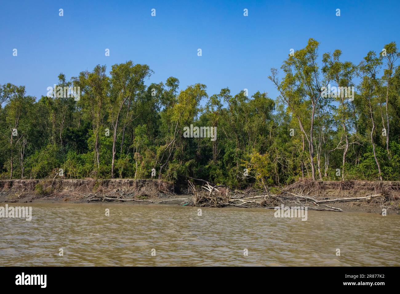 Küstenmangrovenwälder in Dhal Chhar. Dhal Char ist eine der zahlreichen Inseln im Delta des Meghna-Flusses im größeren Ganges-Delta. Bho Stockfoto