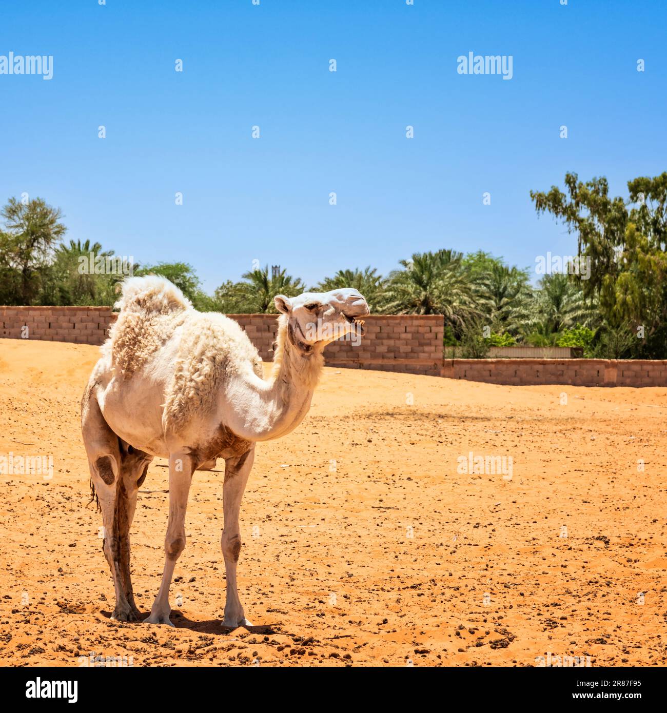 Kamele in Muzahmiyah Stockfoto