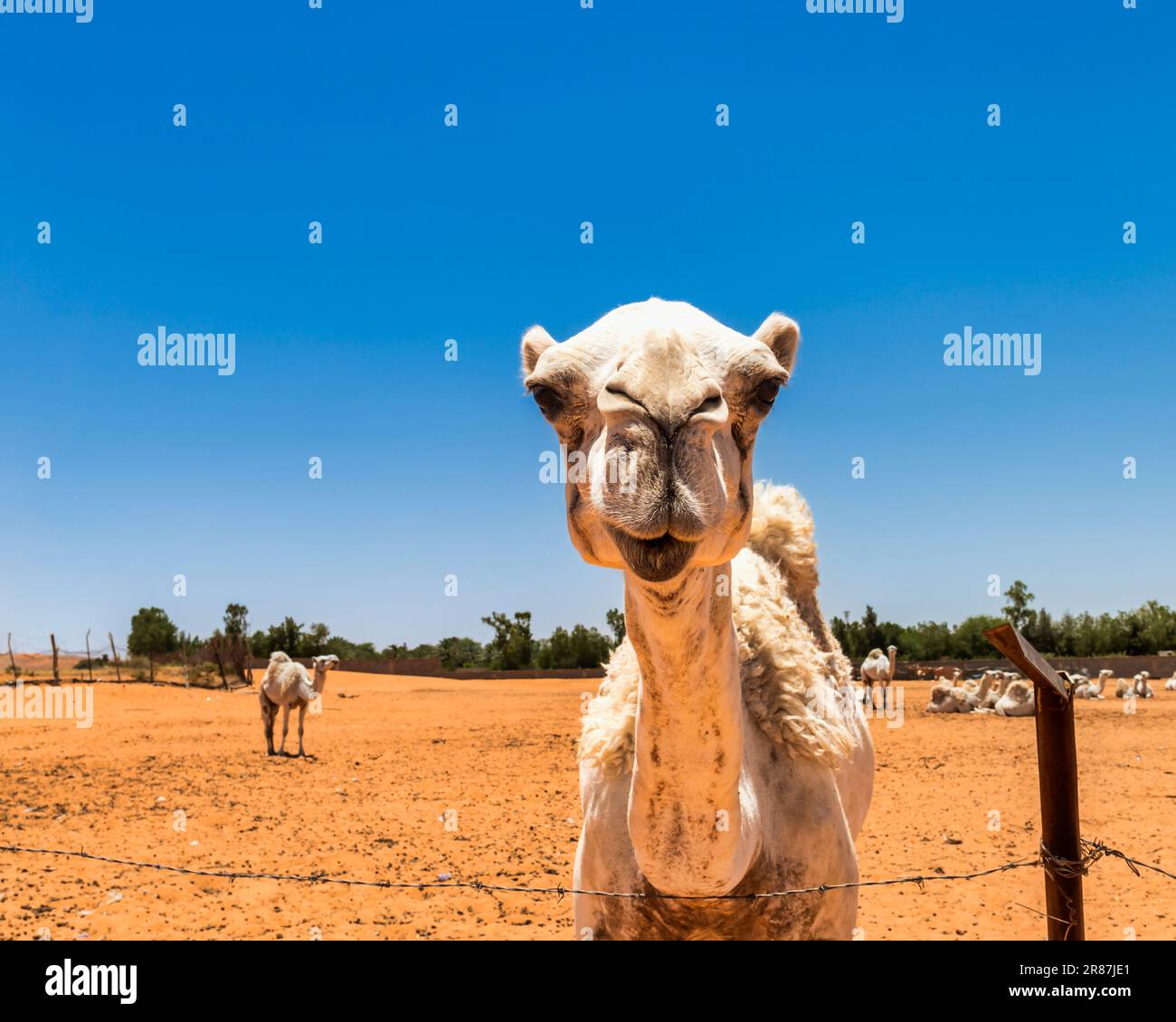 Kamelporträt - Aussicht Stockfoto