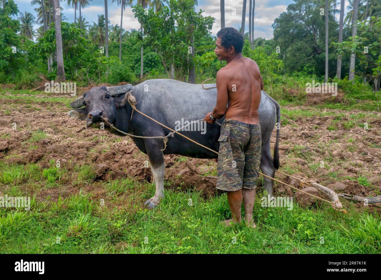 Occidental Mindoro, Philippinen - 10. Juni 2023. Ein einheimischer Mangyaner und sein Karabao (Bubalus bubalis), der Land für ein neues Reisfeld bepflanzt. Stockfoto