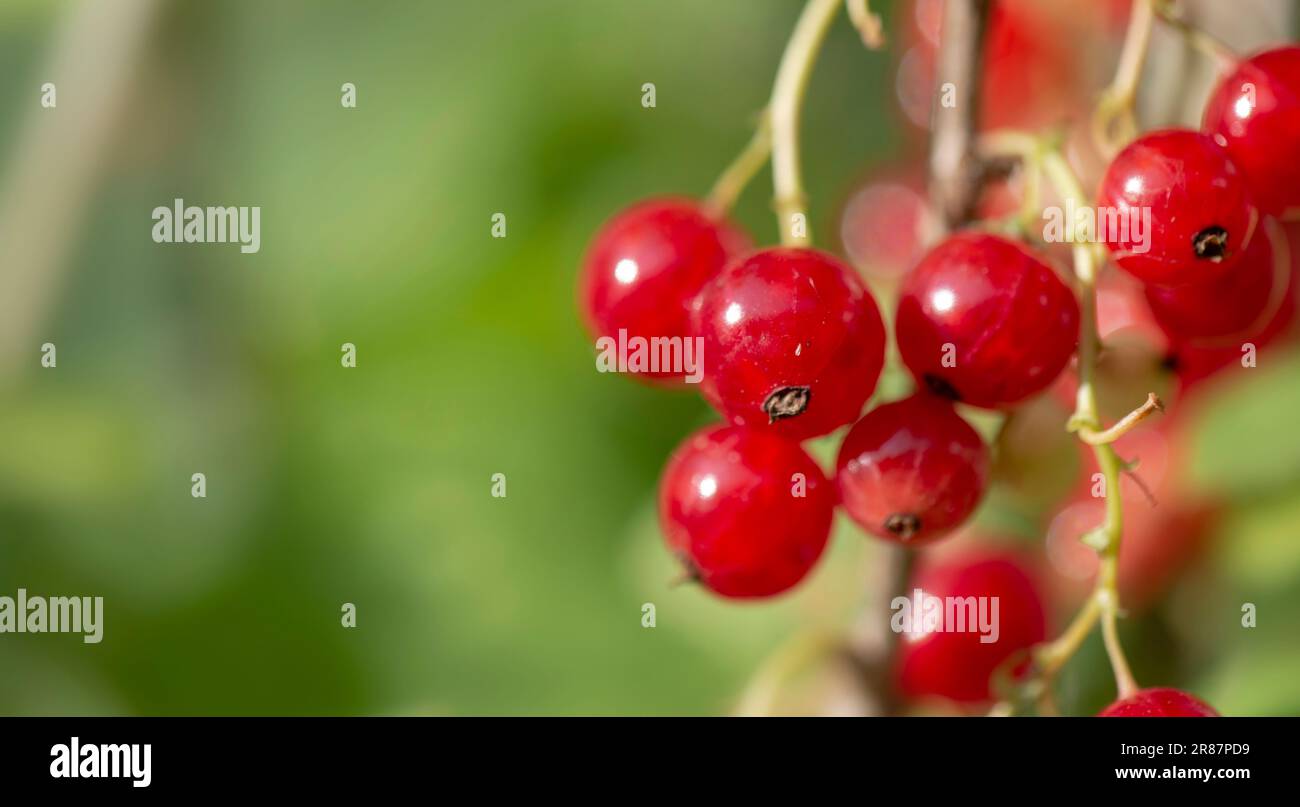 Nahaufnahme eines Zweigs reifer roter Johannisbeeren in einem Garten auf grünem Hintergrund. Im sonnigen Licht Stockfoto