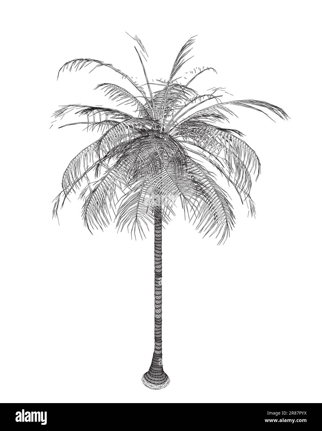 Handgezeichnete tropische Palmen. Vektor-Drahtmodell mit hawaii Beach Palme, Farn und Frond Umriss, Botanik Flora tropische Illustration. Drahtmodell - Isola Stock Vektor