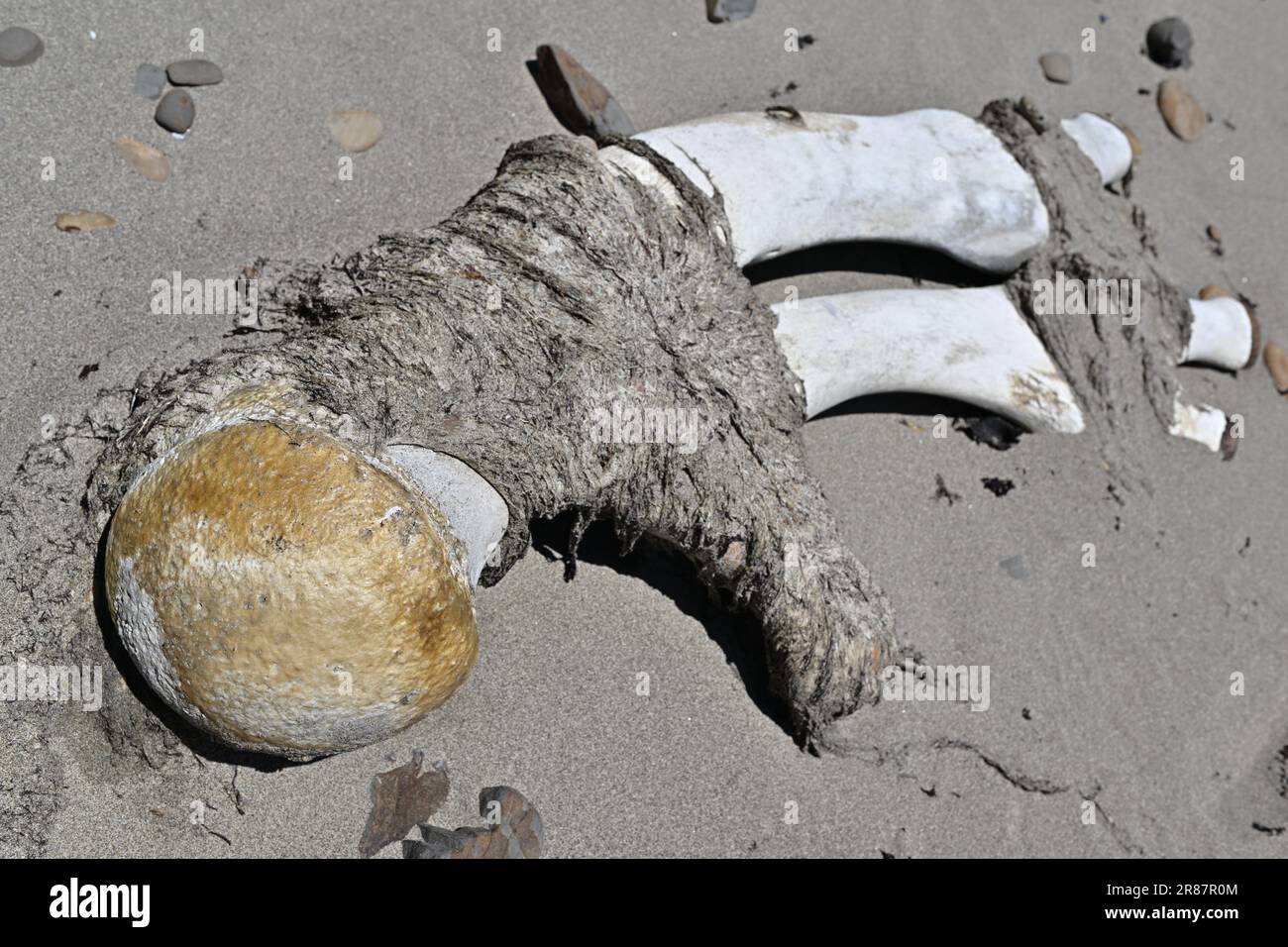 Bolinas, Kalifornien, Usa. 19. Juni 2023. Wale, die von Schiffen getroffen werden, werden oft an den Küsten Nordkaliforniens angespült. Ihre Skelette liegen am Ufer. Justin Benttinen/Alamy Live News Stockfoto
