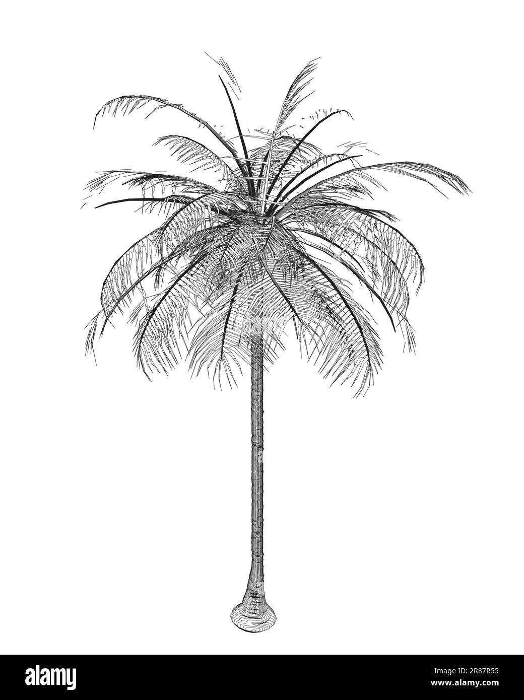 Handgezeichnete tropische Palmen. Vektorumriss von hawaii Beach Palme, Farn und Frond Umriss, Botanik Flora tropische Illustration. Konturen Isoliert Stock Vektor