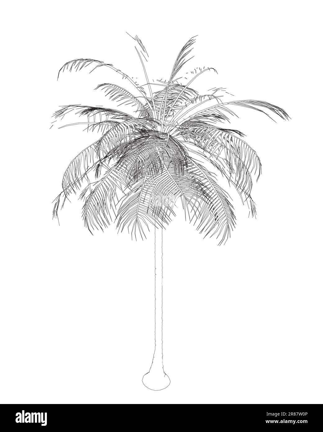 Handgezeichnete tropische Palmen. Vektorumriss von hawaii Beach Palme, Farn und Frond Umriss, Botanik Flora tropische Illustration. Konturen Isoliert Stock Vektor