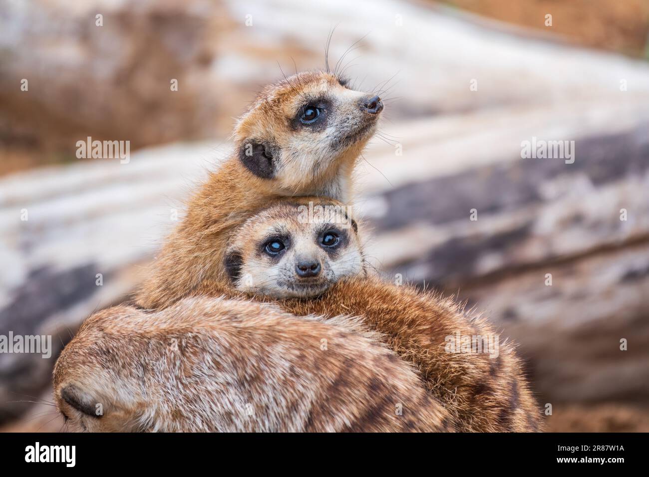 Eine Gruppe süßer Erdmännchen. Die Erdmännchen-Familie badet. Meerkat