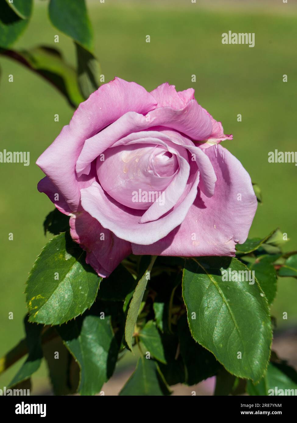 Eine rosafarbene Blume in voller Blüte in einem australischen Garten Stockfoto