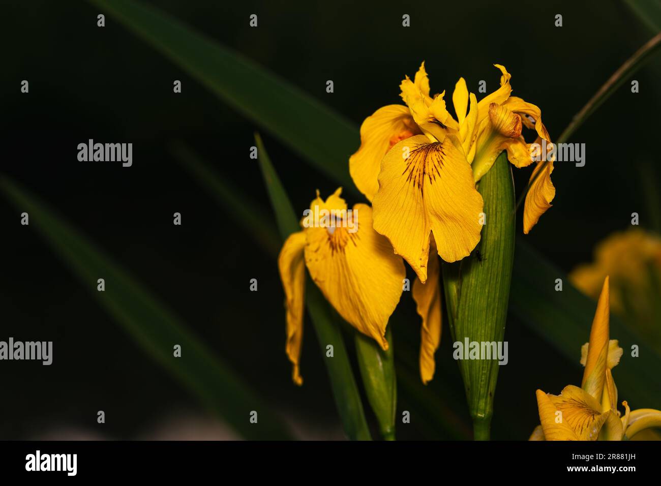 Nahaufnahme einer gelben Irisblume. Stockfoto