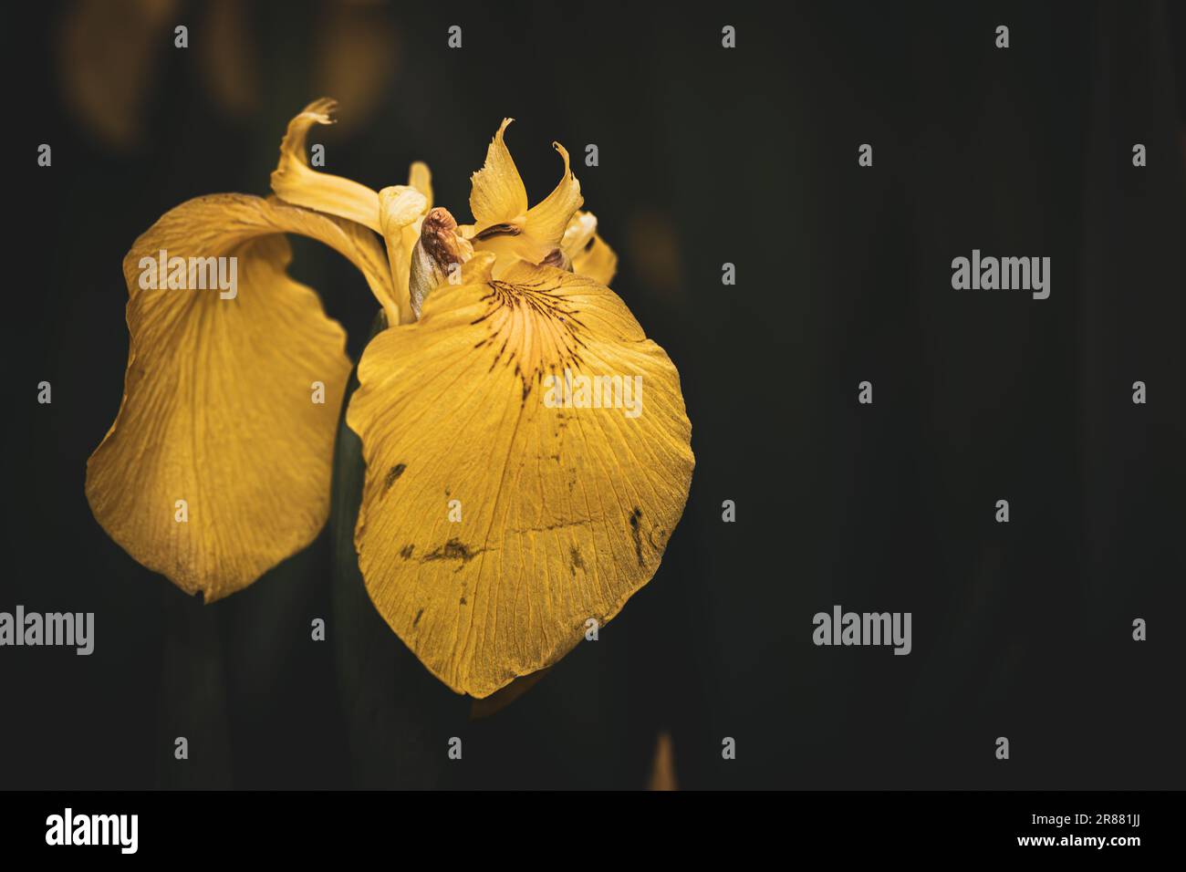 Nahaufnahme einer gelben Irisblume. Stockfoto
