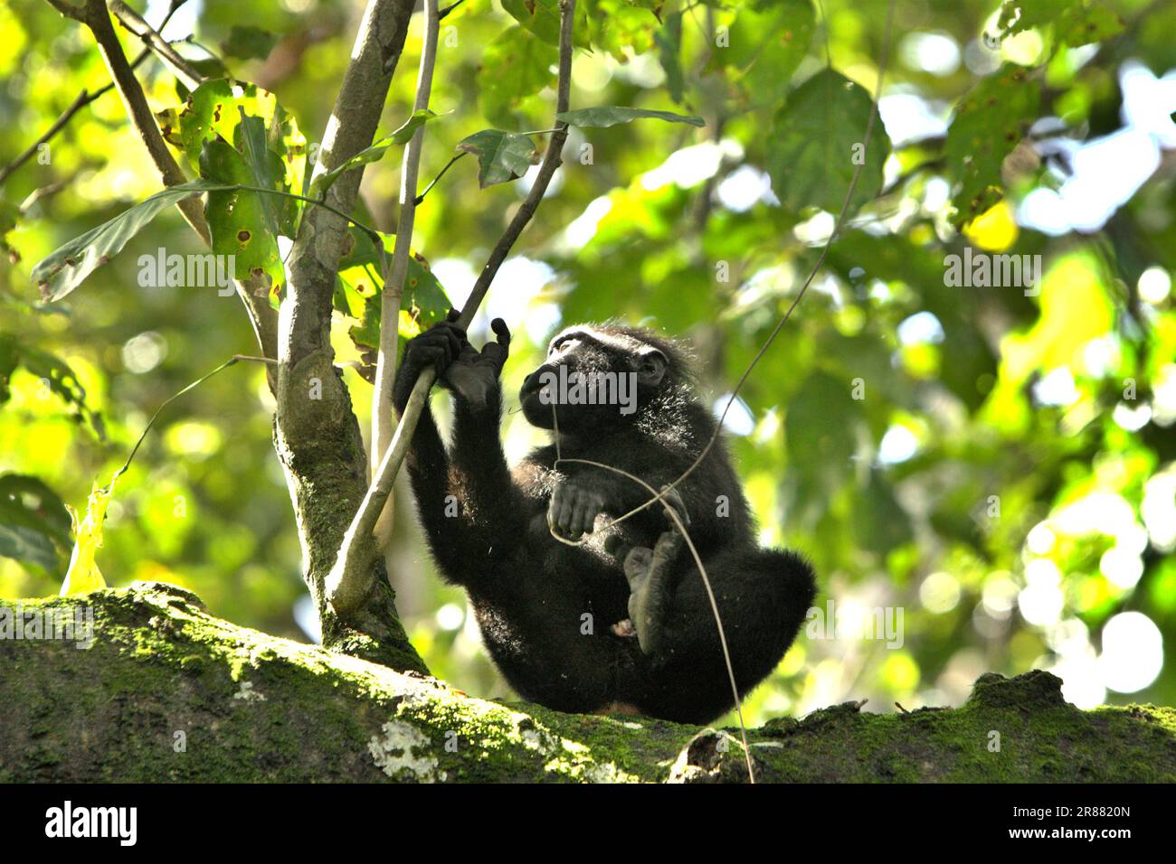 Ein junger Céléebes-Kammmakak (Macaca nigra) befindet sich auf einem Baum im Wald von Tangkoko, Nord-Sulawesi, Indonesien. Der Klimawandel kann die Lebensraumtauglichkeit von Primaten verringern, was sie zwingen könnte, aus sicheren Lebensräumen auszuwandern und mehr potenzielle Konflikte mit Menschen zu haben, sagen Wissenschaftler. Stockfoto