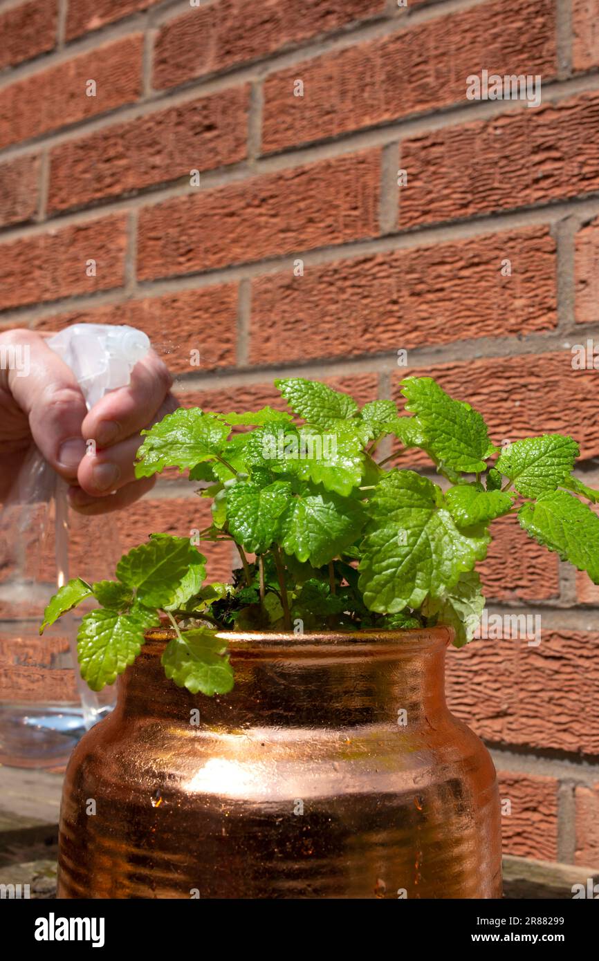 Ein Mann, der eine Topfpflanze mit Zitronenbalsam mit einer Gartenwasserflasche gießt. Entwickeln Sie Ihr eigenes Konzept Stockfoto