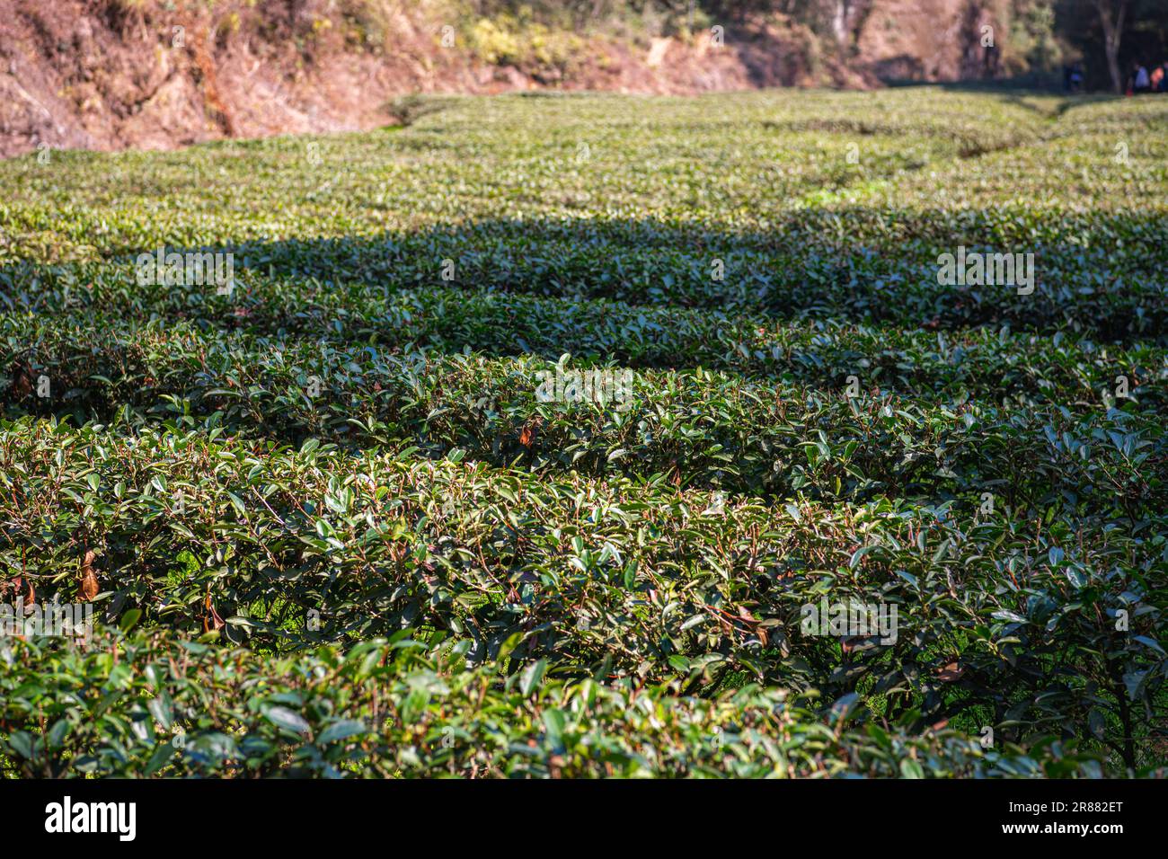 Nahaufnahme von Teeblättern in Da Hong Pao Cha oder großen Teefeldern mit roten Bademantel in der malerischen Gegend von Wuyishan in der Provinz Fujian China. Hintergrund mit Kopierbereich für Stockfoto