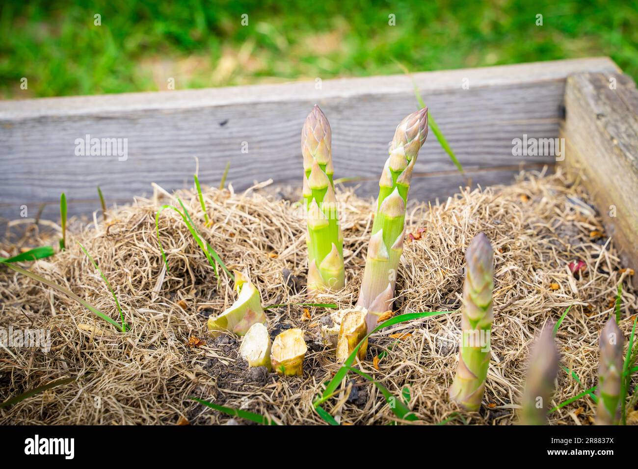 Petiolen nach Spargelernte in der Nahaufnahme im Gemüsegarten. Plantage mit Spargel im Heimgarten Stockfoto