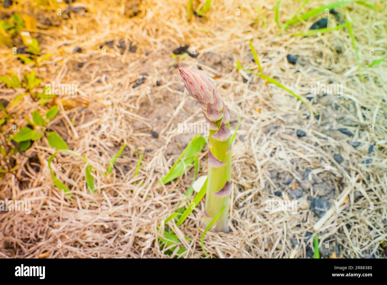 Petiolen nach Spargelernte in der Nahaufnahme im Gemüsegarten. Plantage mit Spargel im Heimgarten Stockfoto