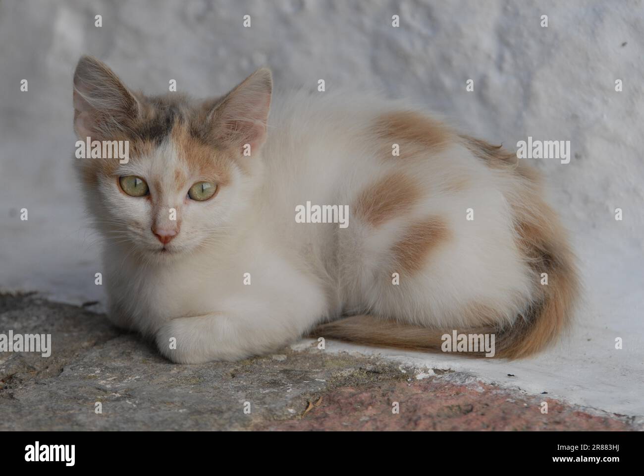 Junge Hauskatze, Blaue Torte und Weiße, Van, der sich vor einer weiß gewaschenen Wand ruht, Dodekanese, Griechenland, Katze, Blaue Torte und Weiße Stockfoto