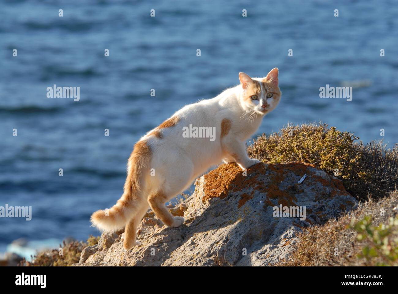 Hauskatze, cremefarben und weiß, zweifarbig, auf einem großen Felsen vor dem blauen Meer, Dodekanese, Griechenland, Katze, cremefarben und weiß Stockfoto