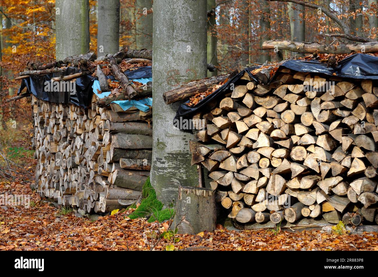 Brennholz im Wald Stockfoto