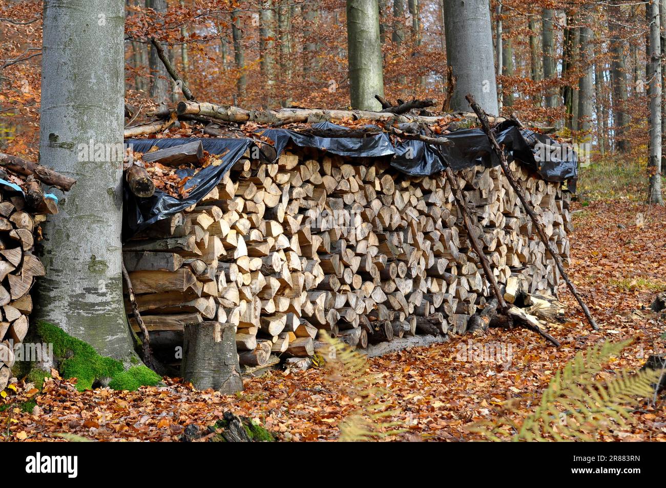 Brennholz im Wald Stockfoto