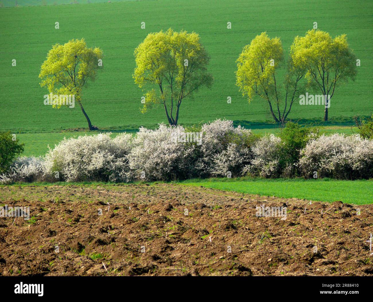 Schwarzdorn (Prunus spinosa) Heckenblüte, Schwarzdorn Stockfoto