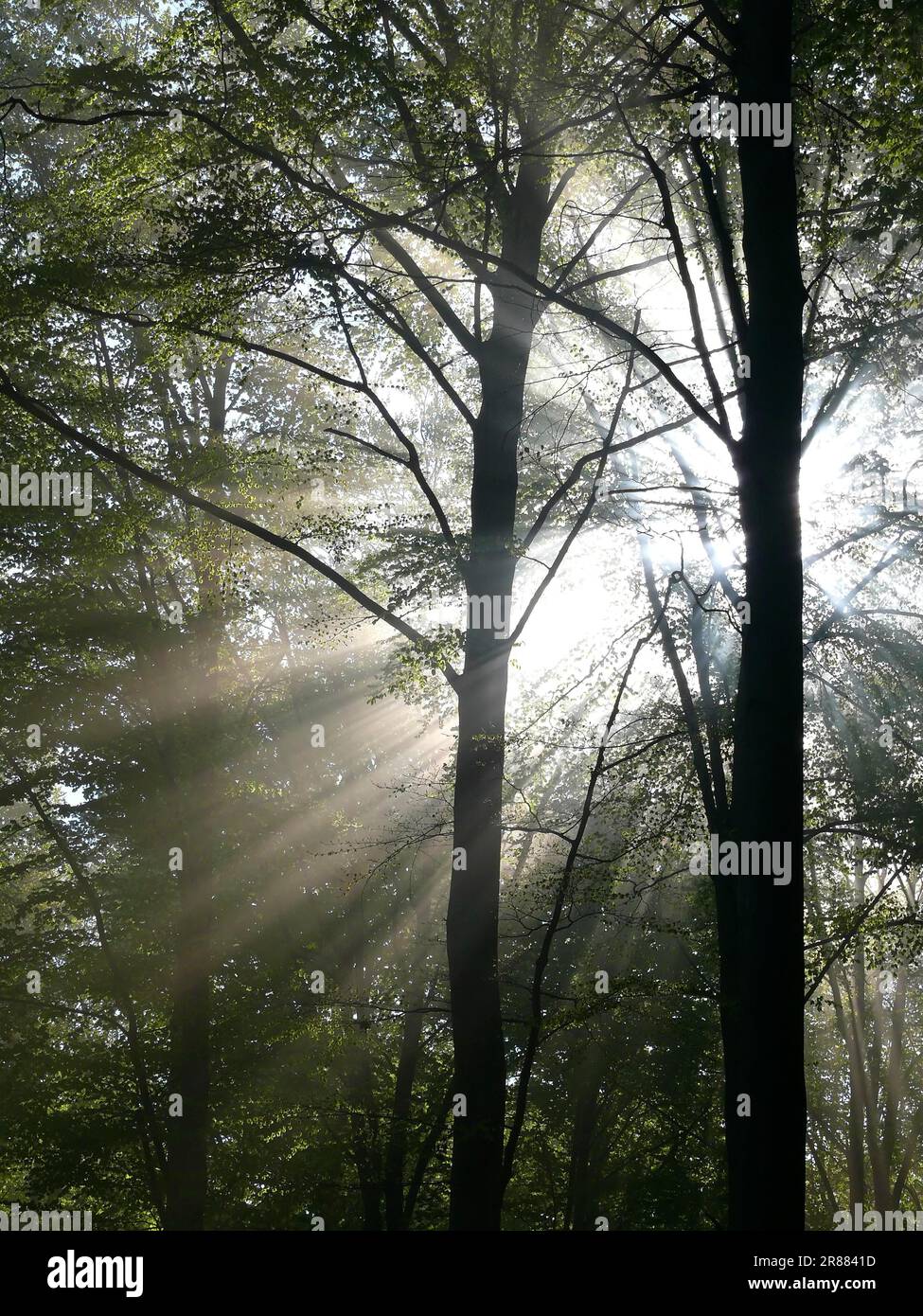 Laubwald im Frühling, Nebel im Wald, Sonnenstrahlen im Wald Stockfoto