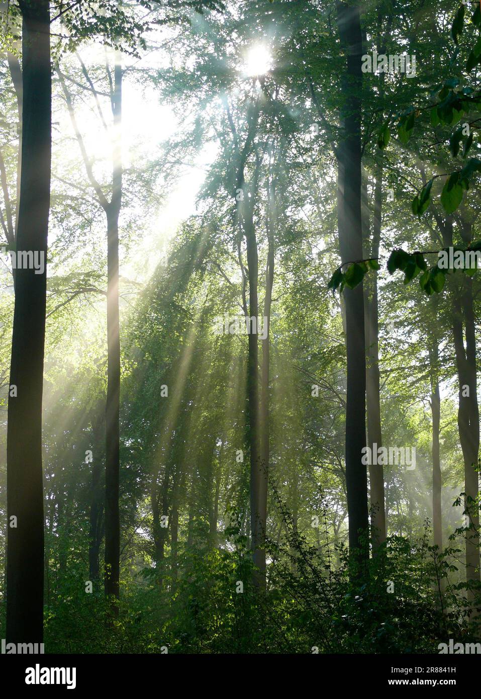 Laubwald im Frühling, Nebel im Wald, Sonnenstrahlen im Wald Stockfoto