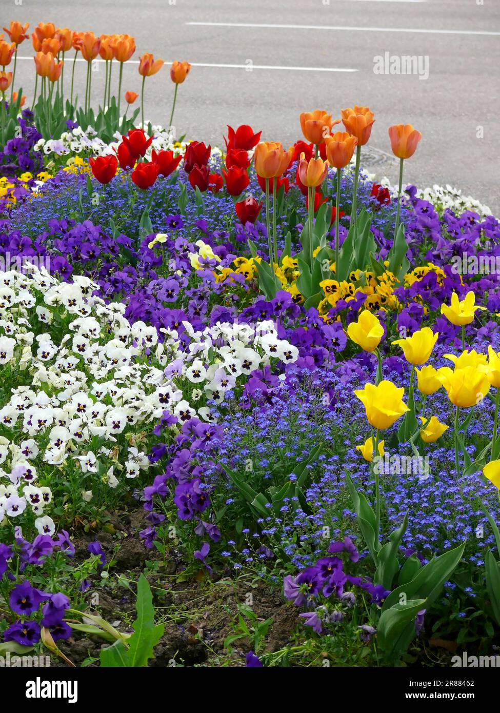 Frühlingsblumen im Garten, Tulpen, Vergessenes, Schwuchteln Stockfoto
