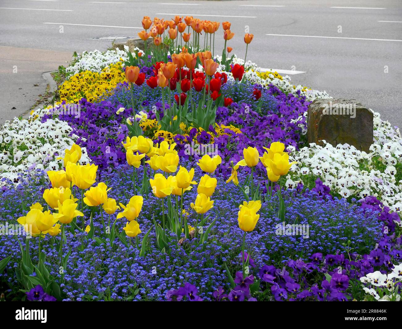 Frühlingsblumen im Garten, Tulpen, Vergessenes, Schwuchteln Stockfoto