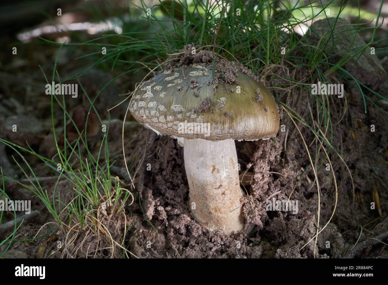 Essbare Pilze Amanita im Gras. Bekannt als Europäischer falscher Blusher. Wilde Amanita-Pilze im Eichenwald. Stockfoto