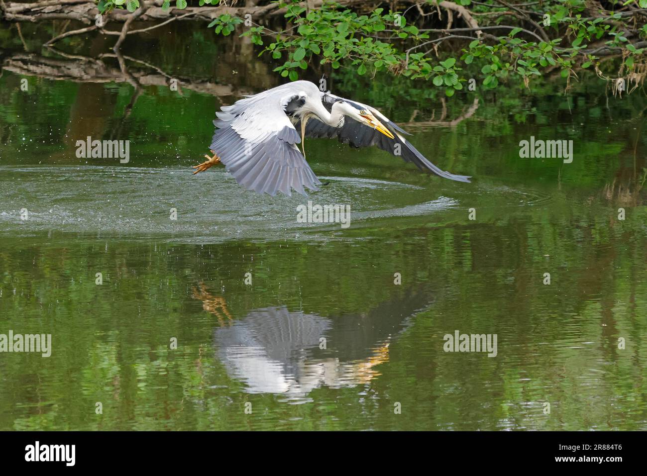 Graureiher (Ardea cinerea) startet mit gefangenem Fisch, Lahn bei Wetzlar, Hessen, Deutschland Stockfoto