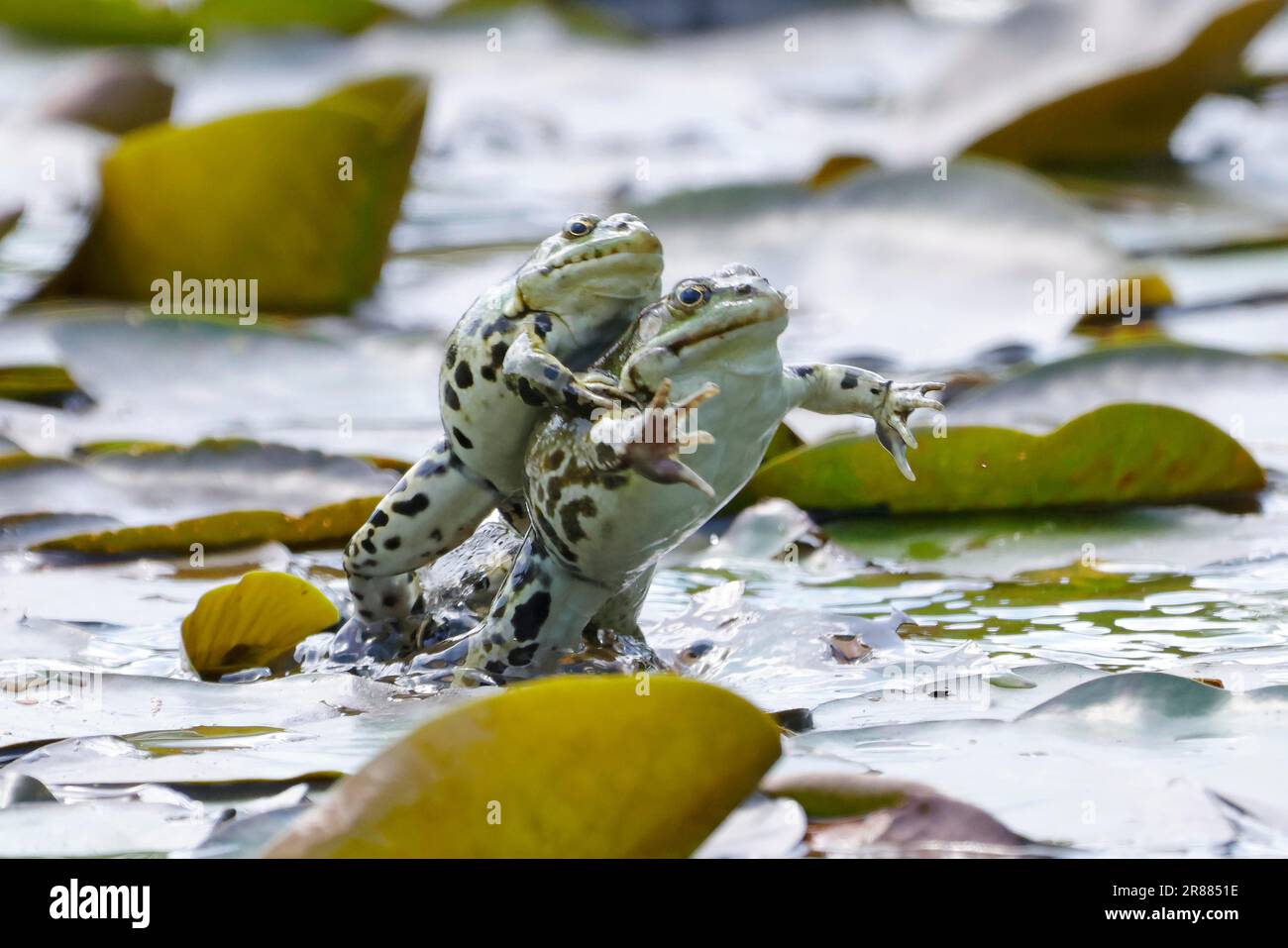 Frog jumping water Fotos und Bildmaterial in hoher Auflösung Alamy