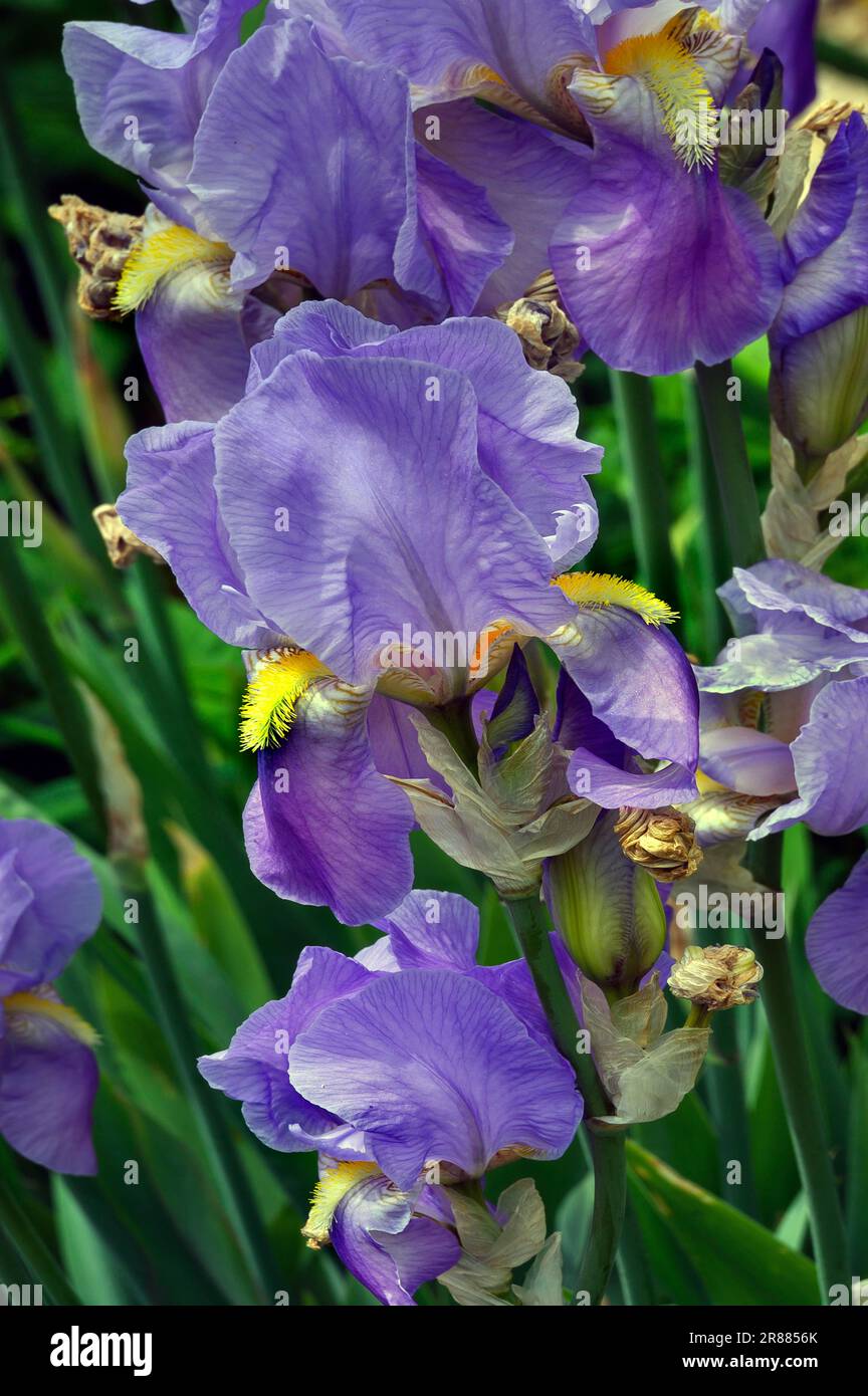 Deutsche Iris (Iris x germanica), Allgaeu, Bayern, Deutschland, Allgaeu, Bayern, Deutschland Stockfoto