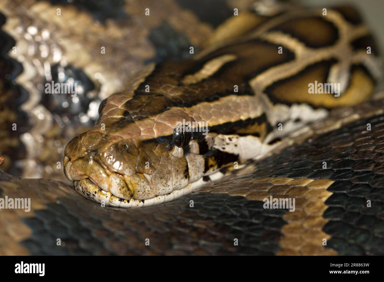 Diamantpython Morelia, Nahaufnahme des Spilota-Kopfes Stockfoto