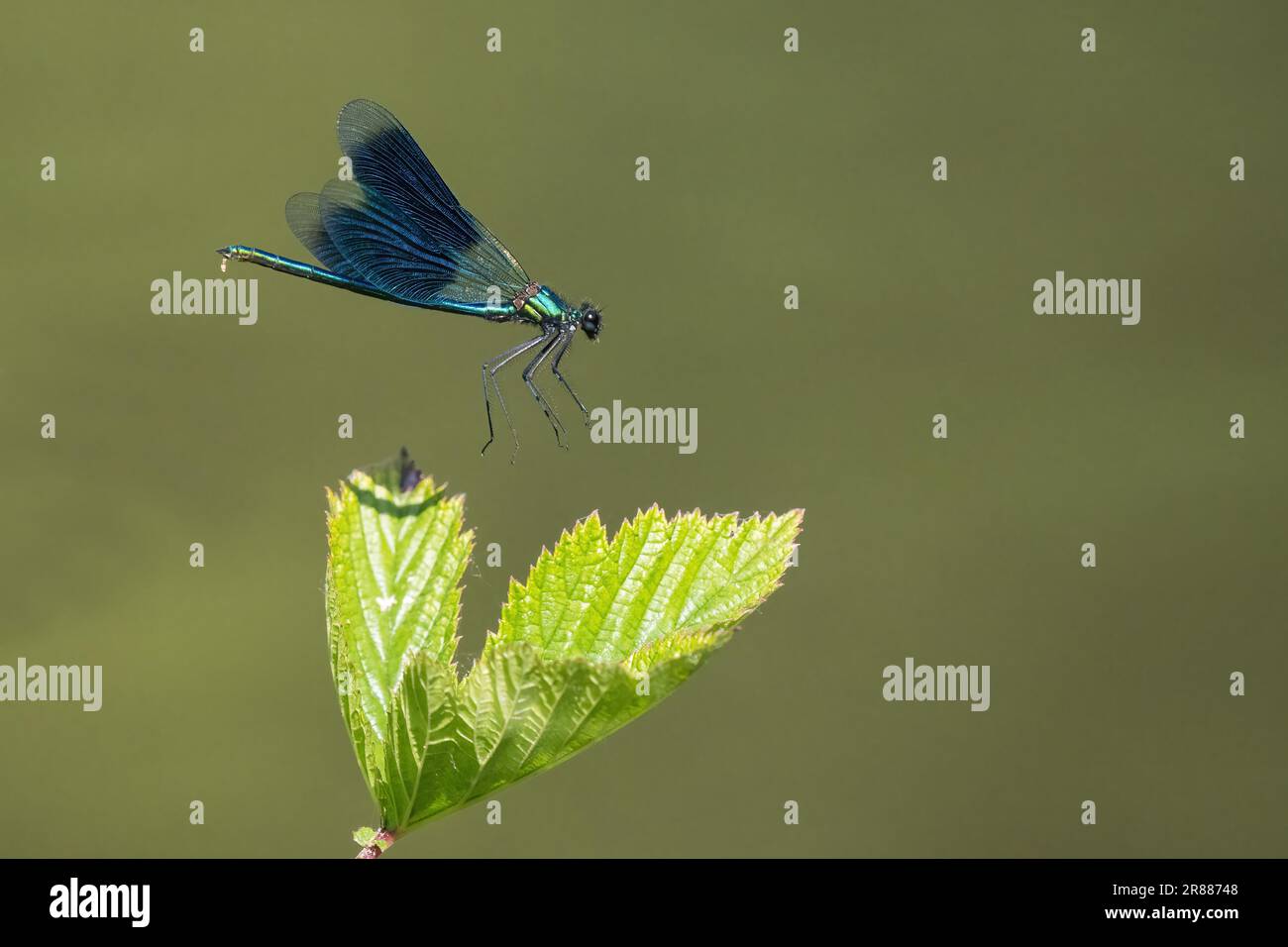 Banded demoiselle (Calopteryx splendens), Männlich nähert sich einem Blatt, Hessen, Deutschland Stockfoto