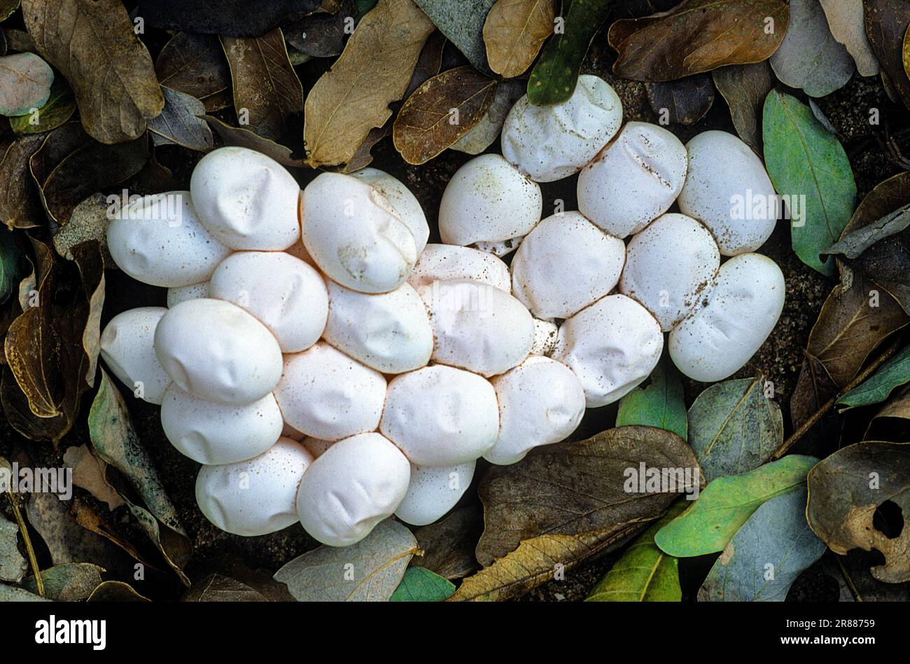 Eier von karierten Kielrücken-Wasserschlangen (Xenochrophis piscator), Madras Crocodile Bank Trust und Zentrum für Herpetologie in der Nähe von Chennai, Tamil Nadu Stockfoto