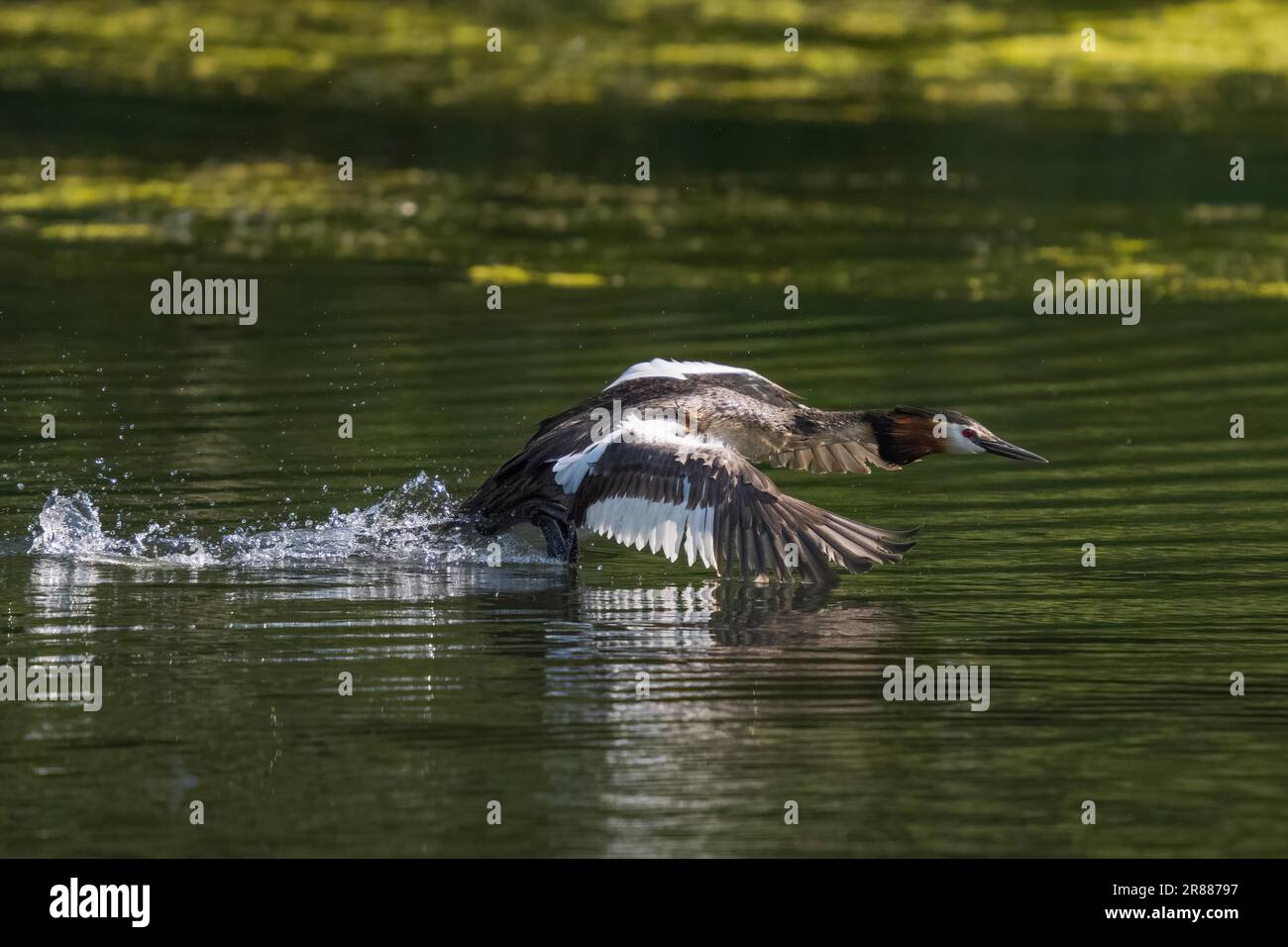 Great Crested Grebe (Podiceps cristatus), Flug über Wasser, Hessen, Deutschland Stockfoto