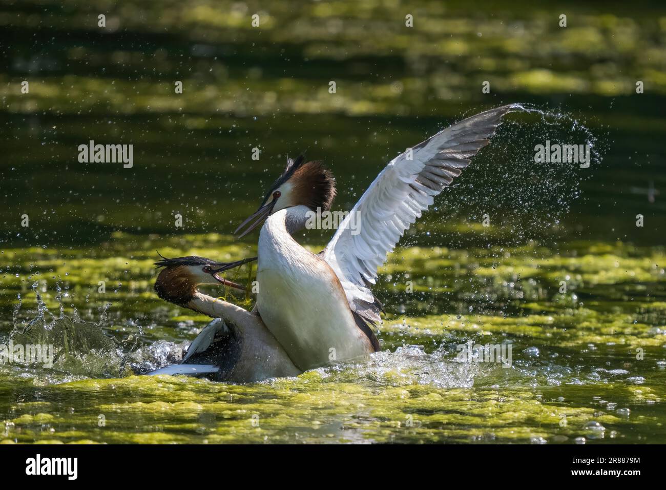 Great Crested Grebe (Podiceps cristatus), Kämpfen, Territorialstreit, Hessen, Deutschland Stockfoto