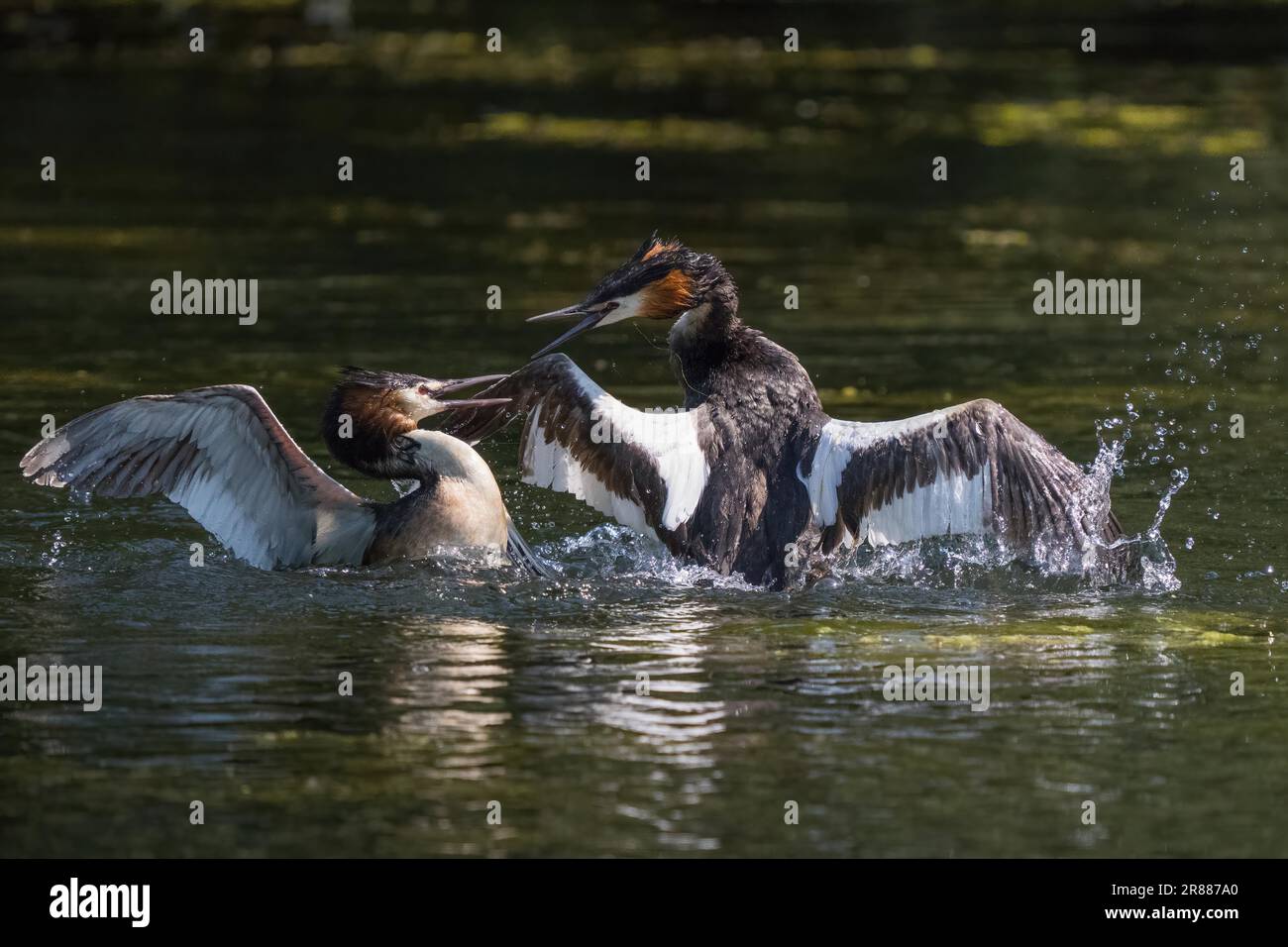 Great Crested Grebe (Podiceps cristatus), Kämpfen, Territorialstreit, Hessen, Deutschland Stockfoto