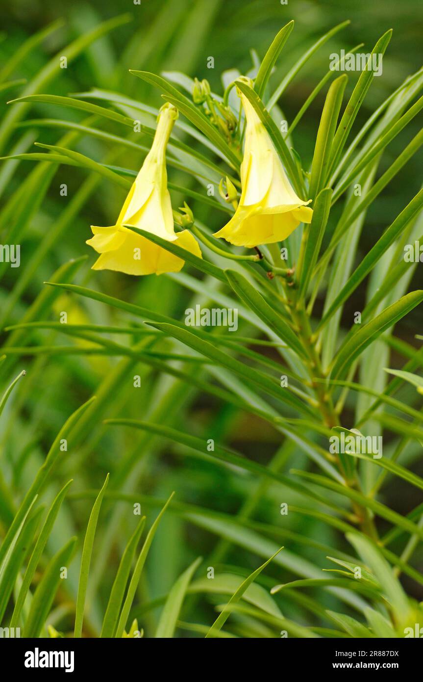 Gelber Oleander (Thevetia neriifolia) (Cascabela thevetia), mexikanischer Oleander, Lucky Nut (Thevetia peruviana) Stockfoto