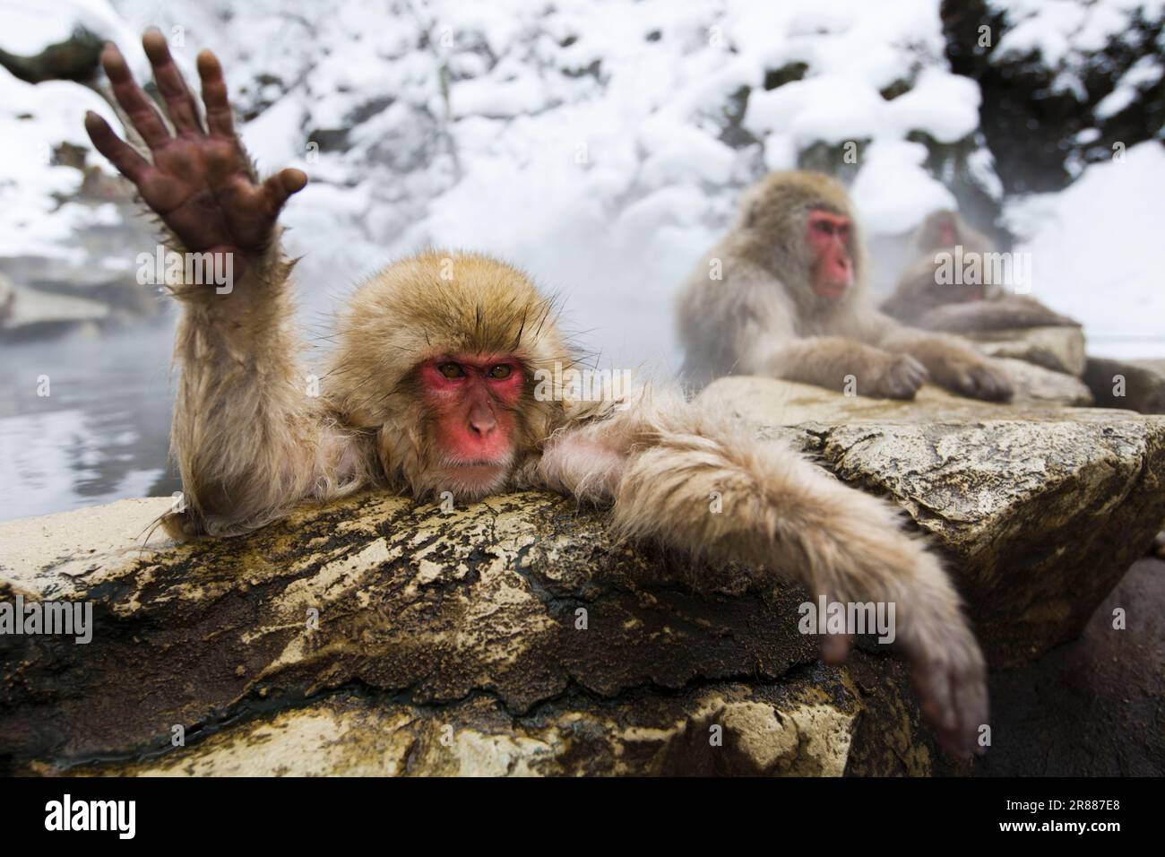 Schneeaffen, Jigokudani, in heißen Quellen Makaken (), in heißen Quellen, heißem Wasser, Rotschopf-Makaken (Macaca fuscata), Japan Stockfoto