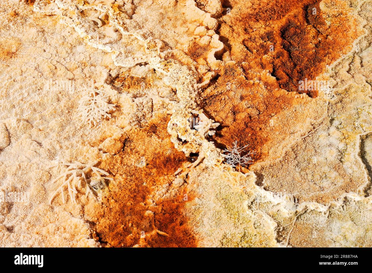 Algen- und Bakterienmatten und Mineralablagerungen an heißen Quellen, Bakterienmatten, Mammoth Hot Springs, Yellowstone National Park, Wyoming, USA Stockfoto