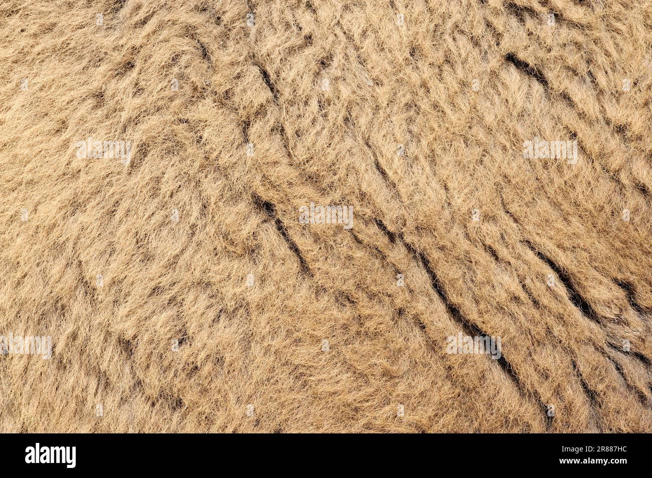 Amerikanische Bisons (Bison Bison), Hide Detail, Yellowstone-Nationalpark, Wyoming, USA Stockfoto