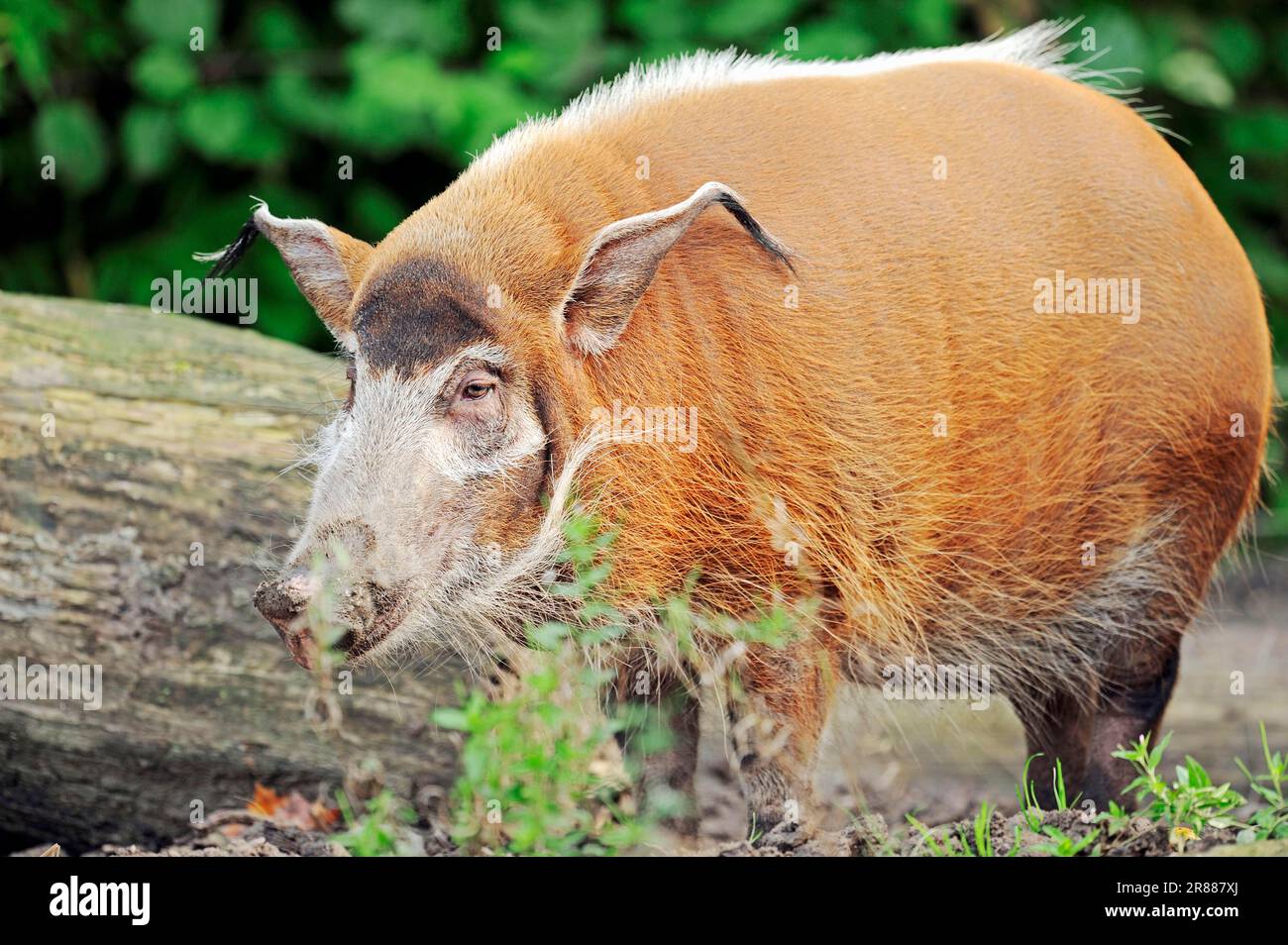 Rotschwein (Potamochoerus porcus pictus), Afrikanisches Buschschwein Stockfoto