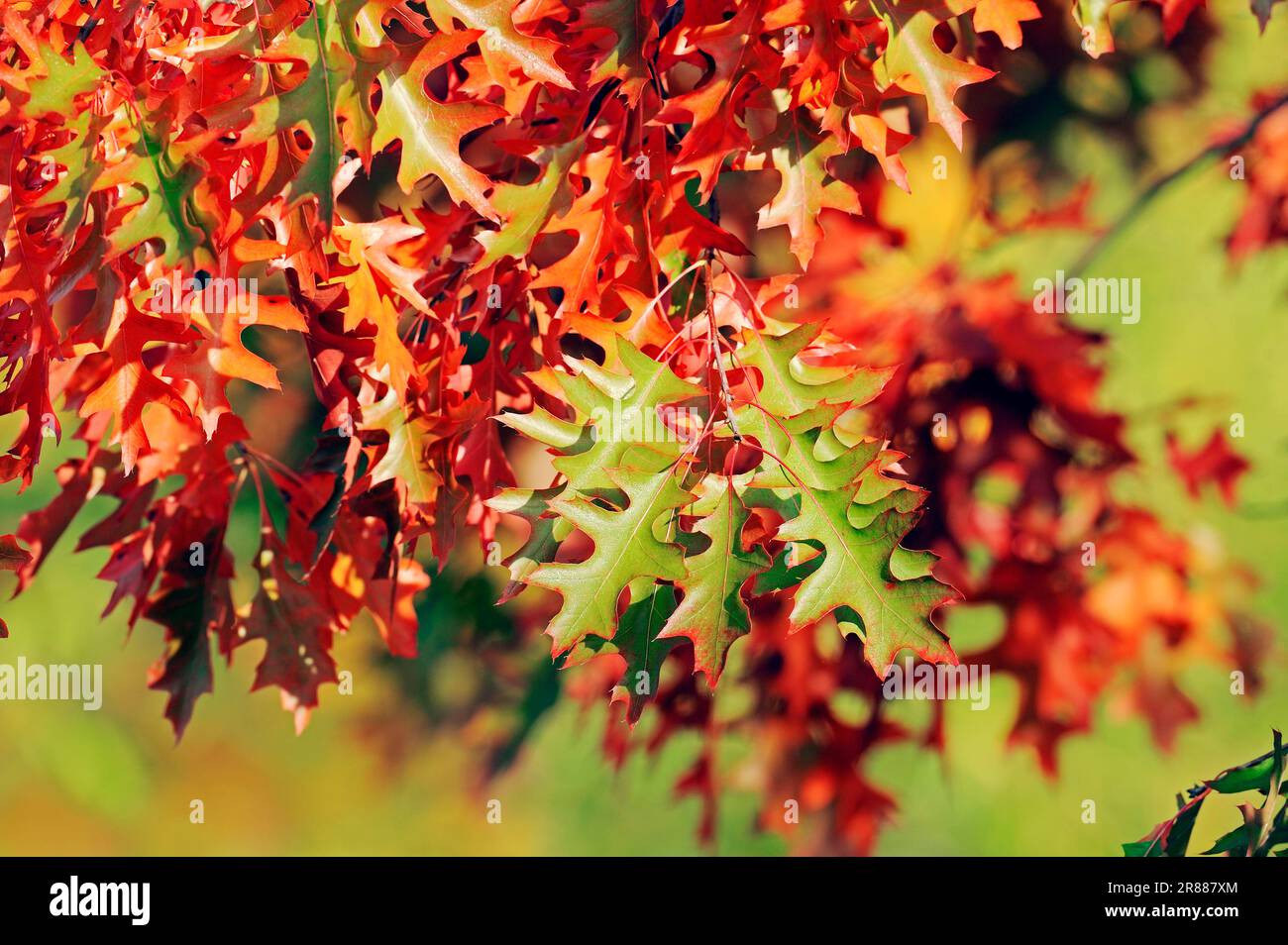 Scharlacheiche (Quercus coccinea) im Herbst Stockfoto