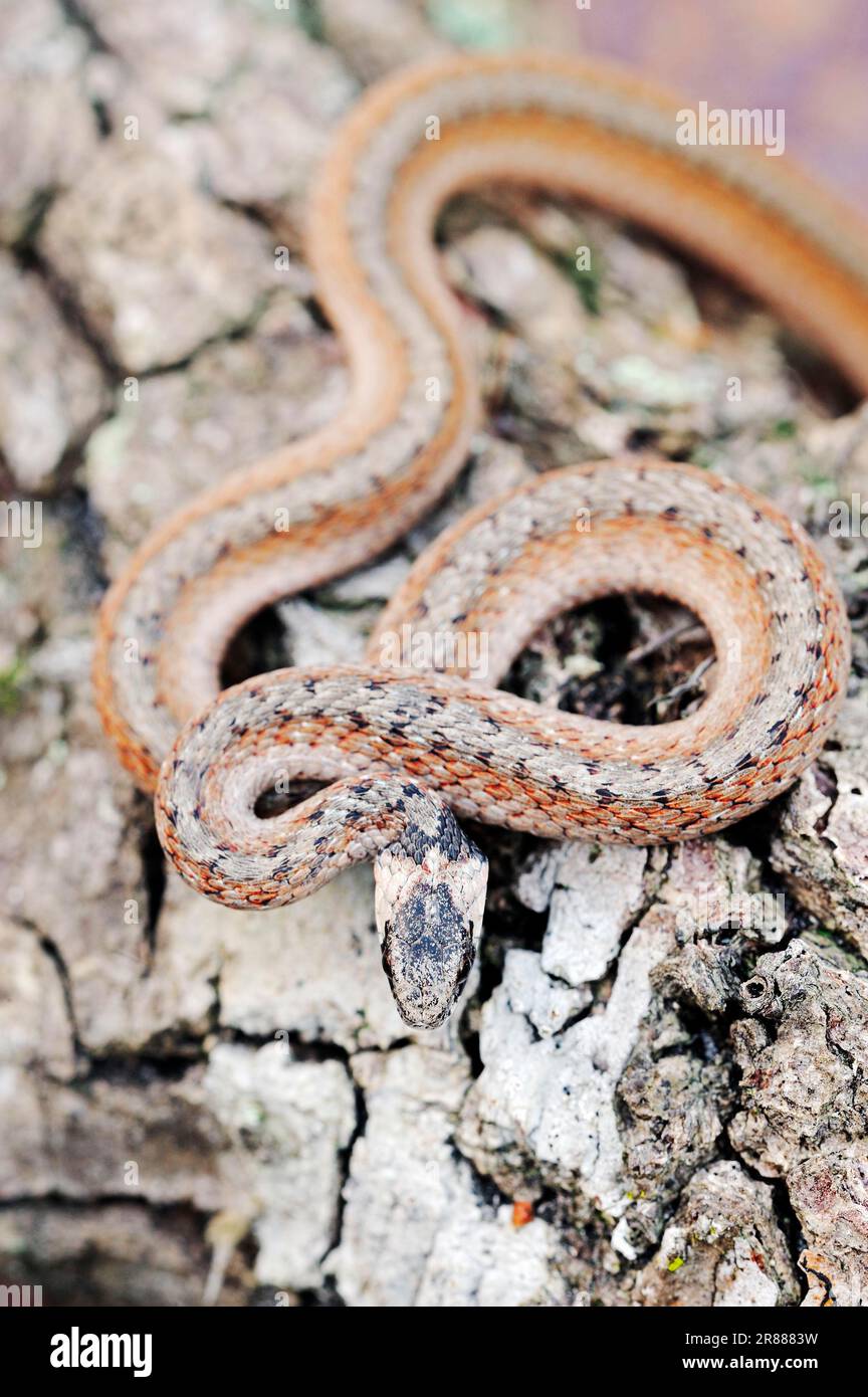 florida-brown-snake-storeria-dekayi-victa-myakka-state-park-florida