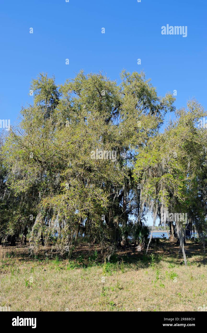 Südliche Eiche (Quercus virginiana) mit spanischem Moos (Tillandsia usneoides), Florida, USA Stockfoto